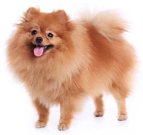 Show me a picture of hot sale a pomeranian